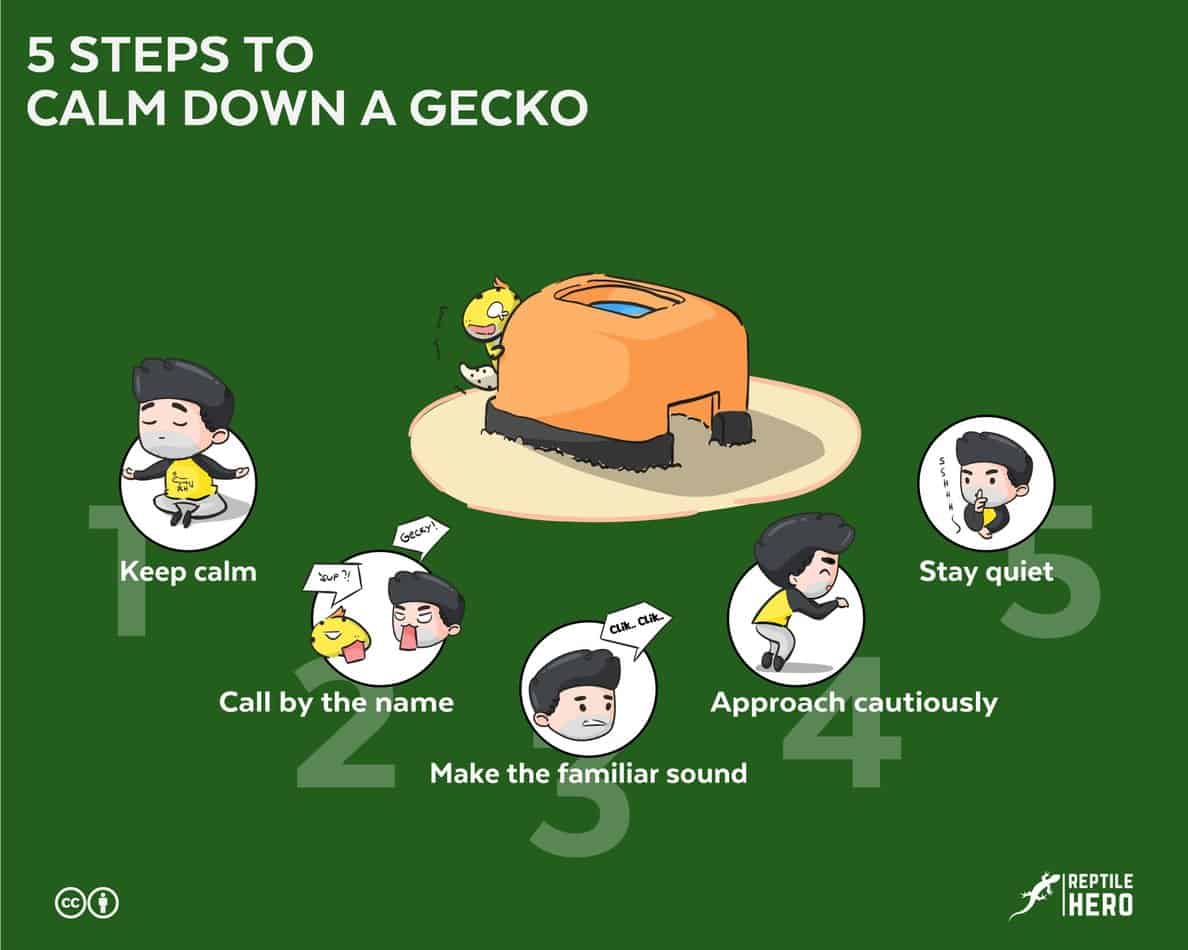 5 Steps to Calm Down a Gecko