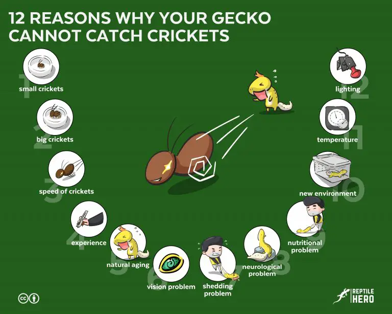 12 Reasons Why Your Gecko Cannot Catch Crickets