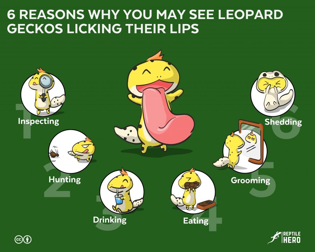 leopard geckos lick their lips 6 reasons why