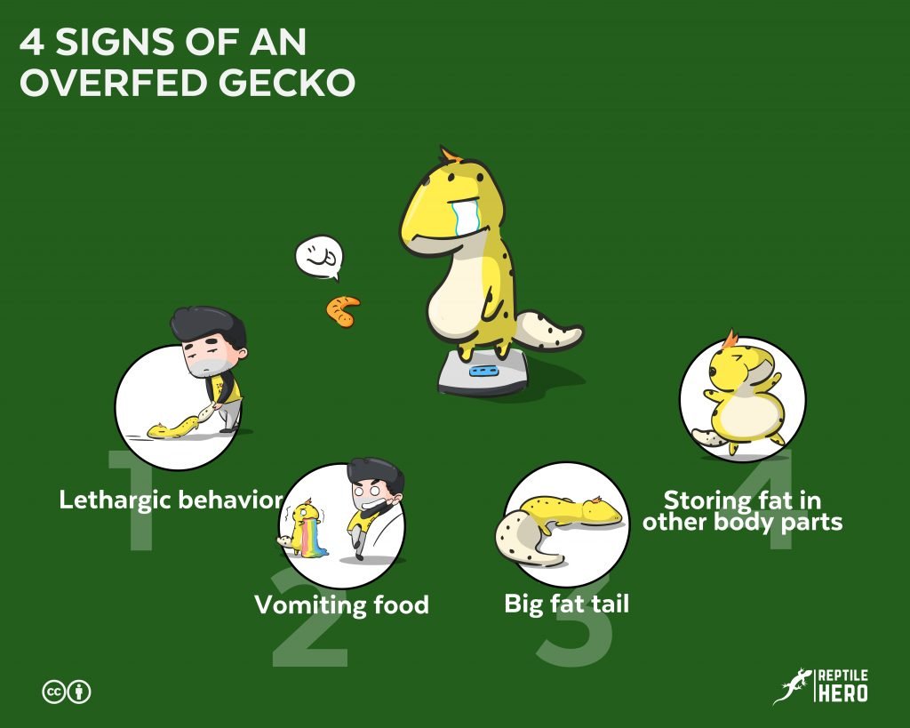 Overfed gecko 4 signs