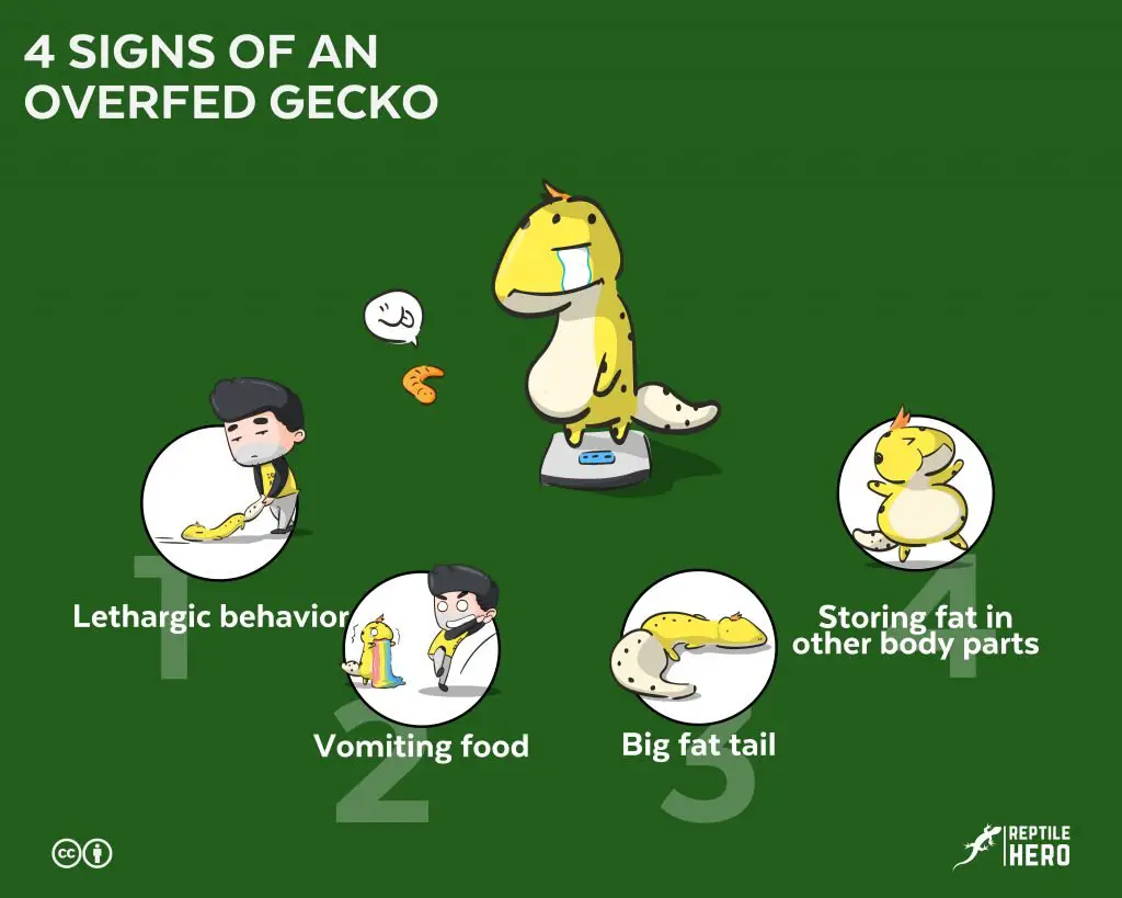 Overfed gecko 4 signs