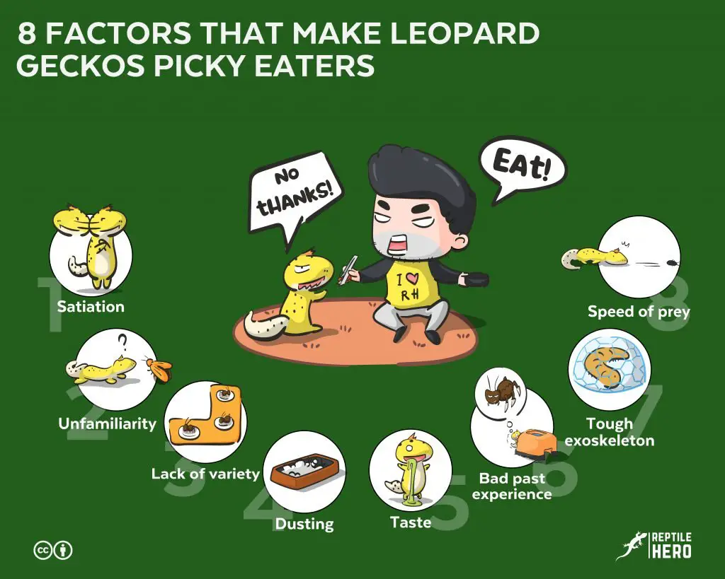 make leopard geckos picky eater 8 factors