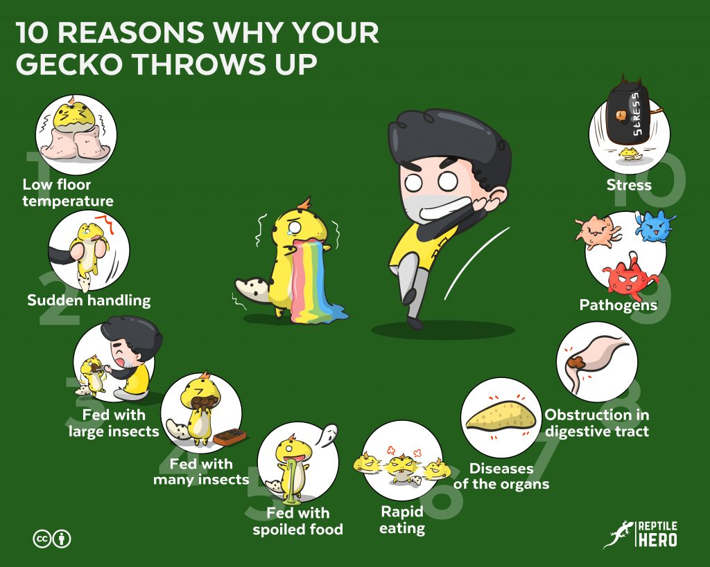 10 reasons why gecko vomits, infographic