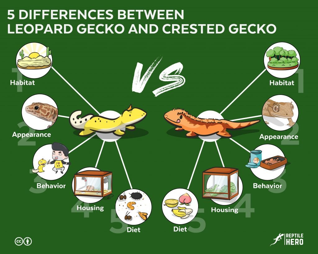leopard gecko and crested gecko 5 differences