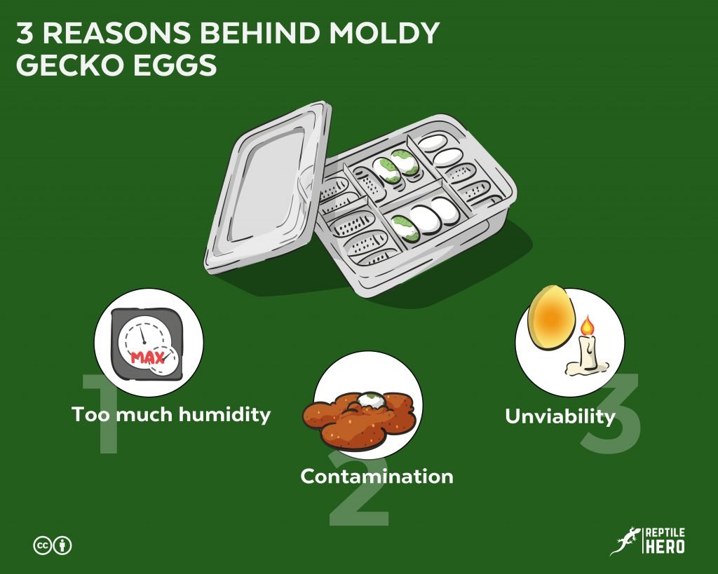 moldy gecko eggs  reasons why