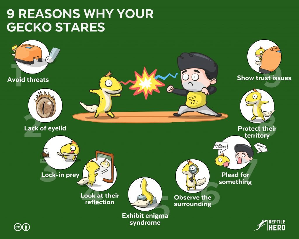 why gecko stares 9 reasons