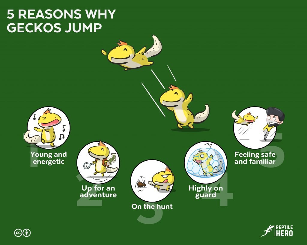 why geckos jump 5 reasons