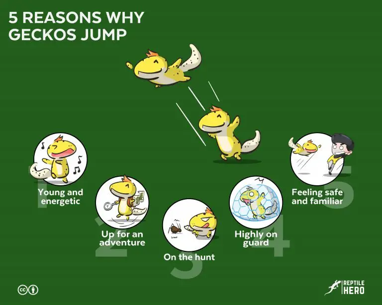 The 5 Reasons Why Do Your Geckos Jump [and 5 Precautions]