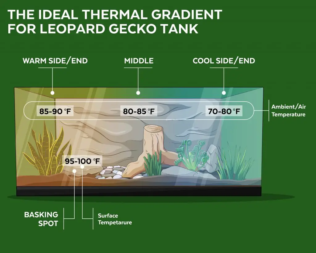 Best Heating Set-Up For Leopard Gecko Hero