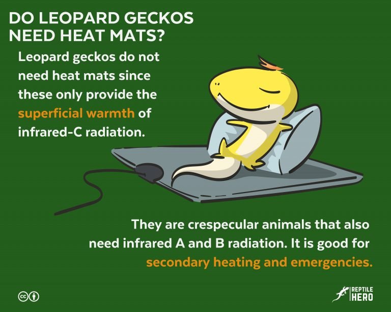 Do Leopard Geckos Need Heat Mats? [Myth or Truth]