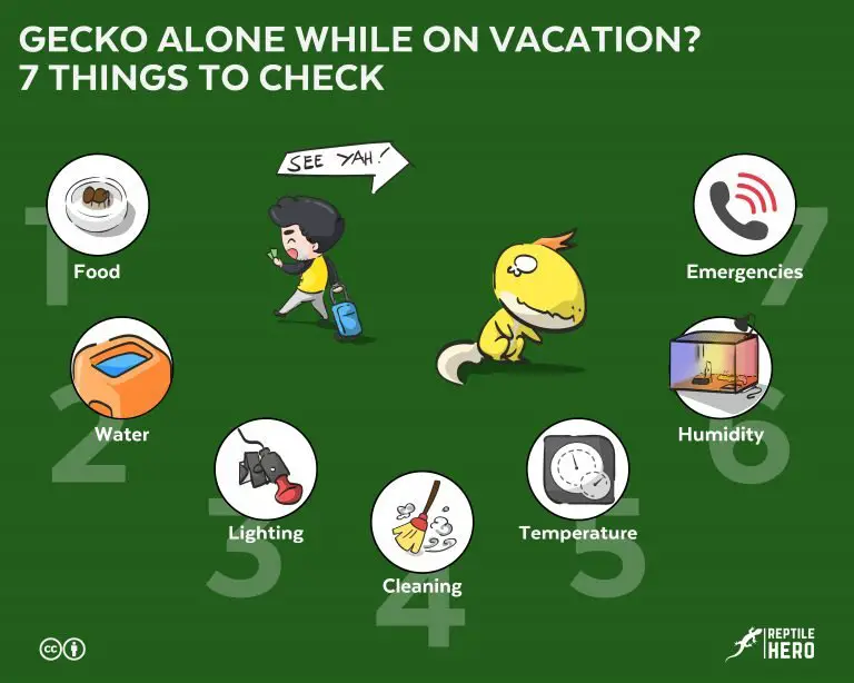 Gecko Alone While On Vacation? [7 Things To Check]