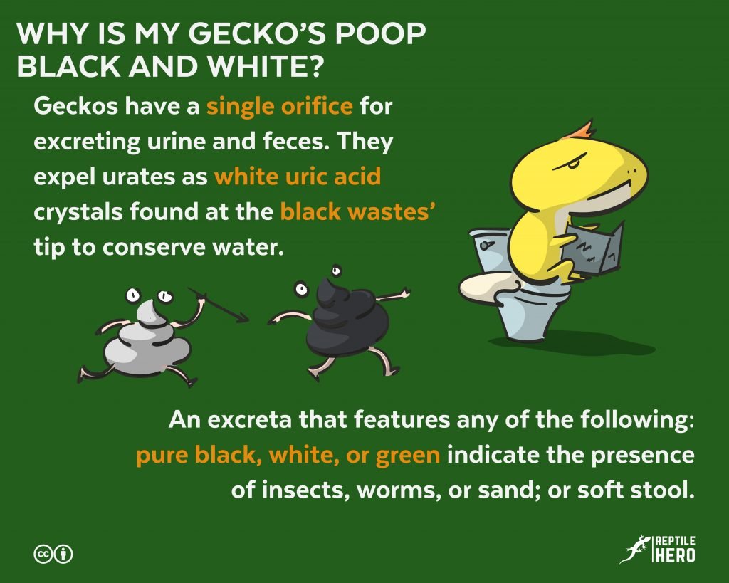 why gecko poop black and white