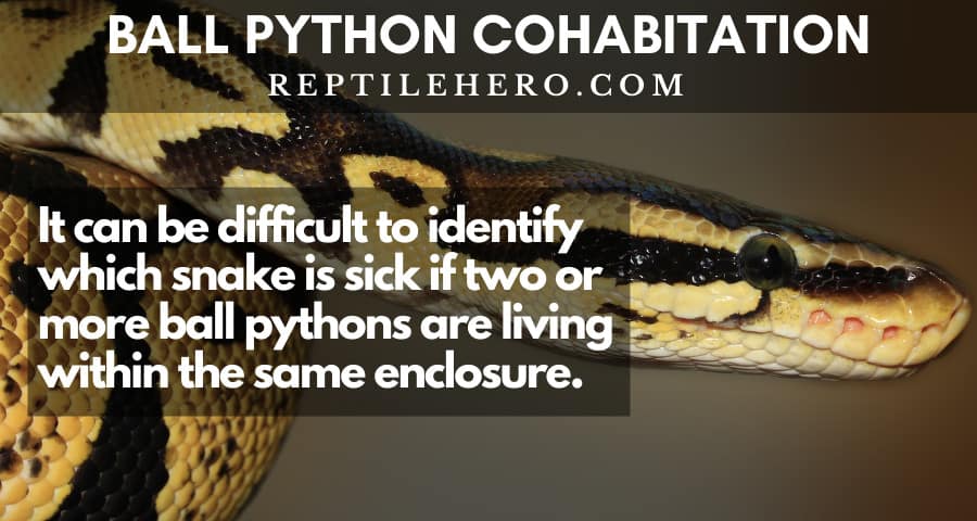 ball python cohabitation - difficult