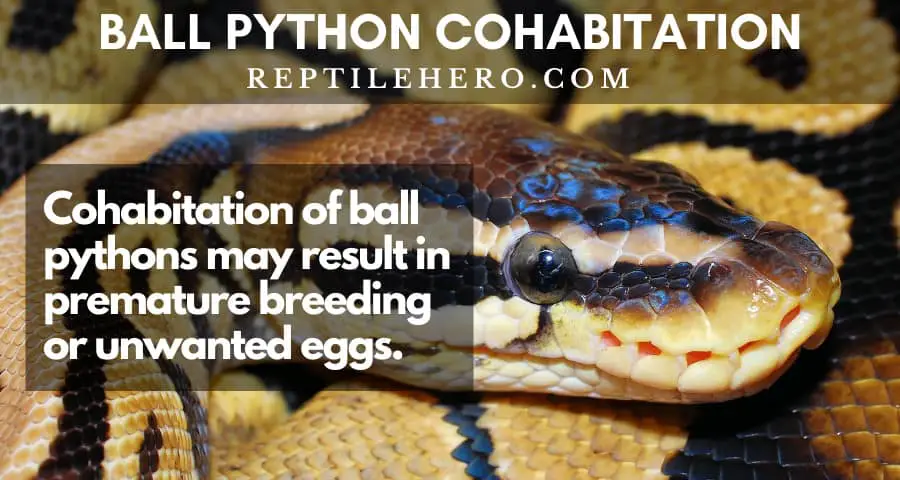 ball python cohabitation breeding