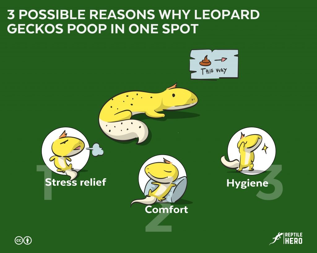 why leopard gecko poop in one spot  reasons