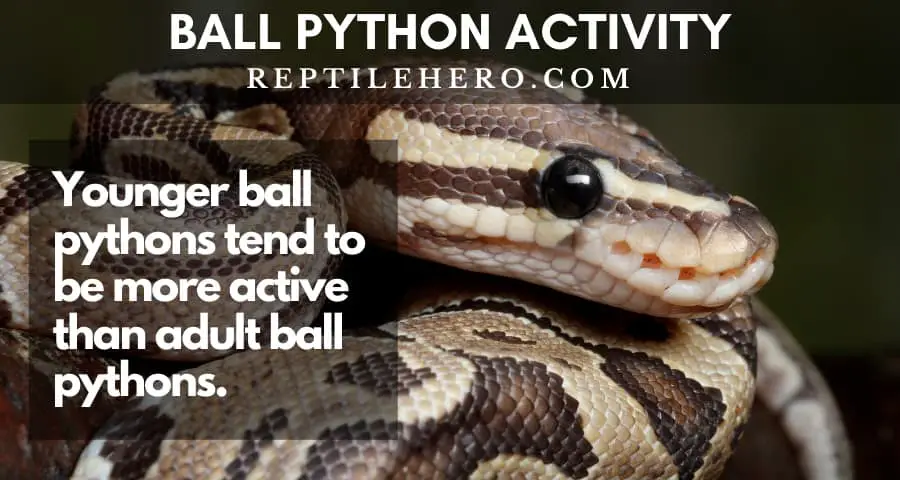 young ball python are more active