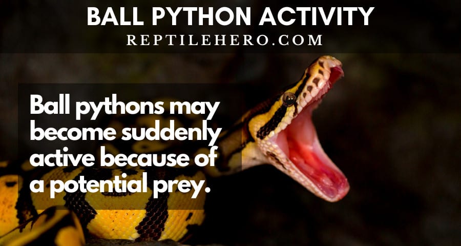 ball python active because of prey