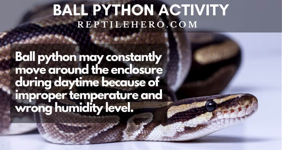 ball python is active because of wrong temperature