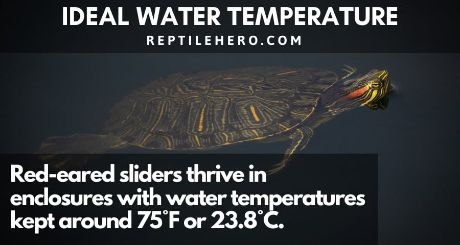 The Ideal Water Temperature for Red-Eared Sliders