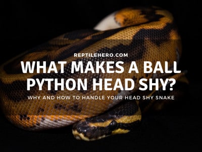 Why is Your Ball Python Head Shy? (Handling a Shy Snake)