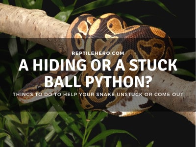 Can a Ball Python Get Stuck? Avoid These Traps (Real Experience)