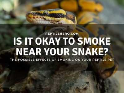 Can You Smoke Around Your Ball Python? (Can Get High?)