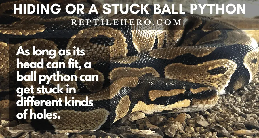 If the hole is large enough for a ball python's head, it can become stuck.