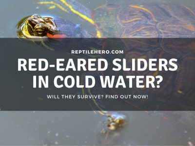 Can Red-Eared Sliders Survive in Cold Water? (3 Best Temperatures)