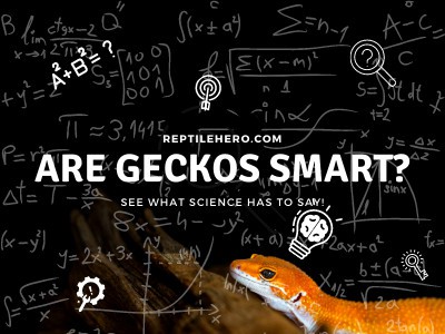 Are Geckos Smart? (You Will Not Believe It!)