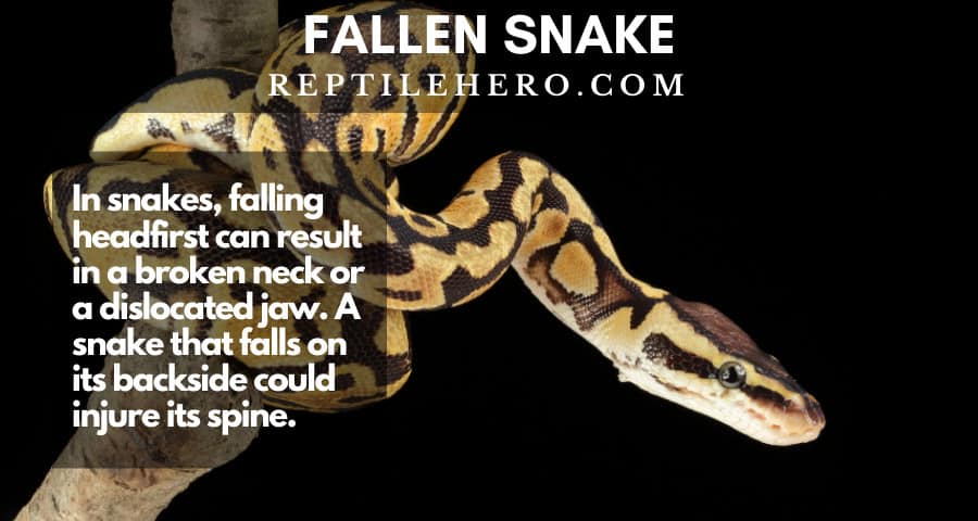 Snakes may suffer a fractured neck, dislocated jaw or spinal injuries from falling.