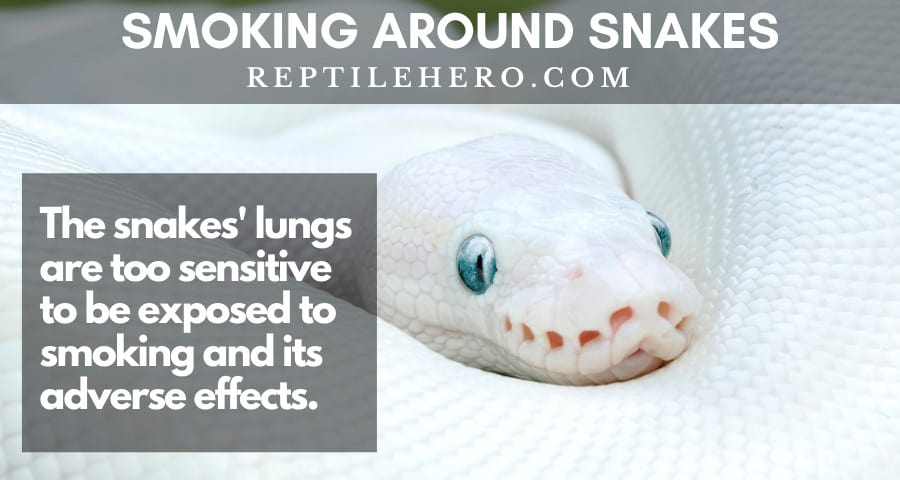 Snakes' lungs are far too delicate to be exposed to smoking's harmful effects.