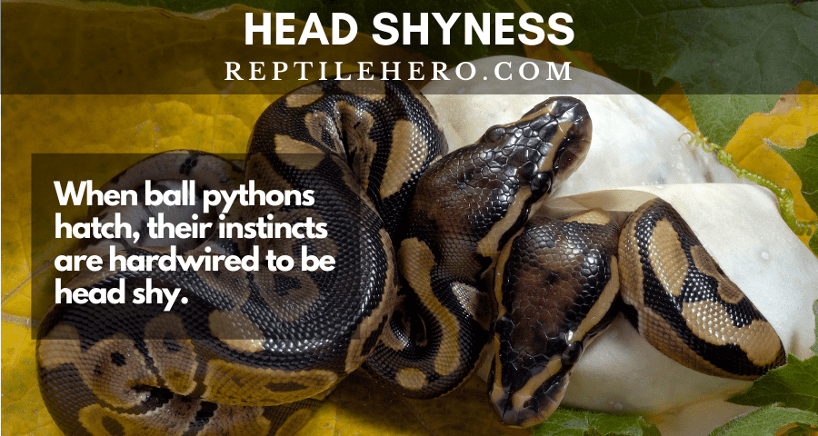 Ball pythons are born with head shyness.