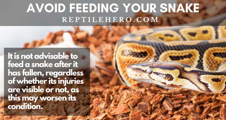 It is not advisable to feed a snake after a fall.