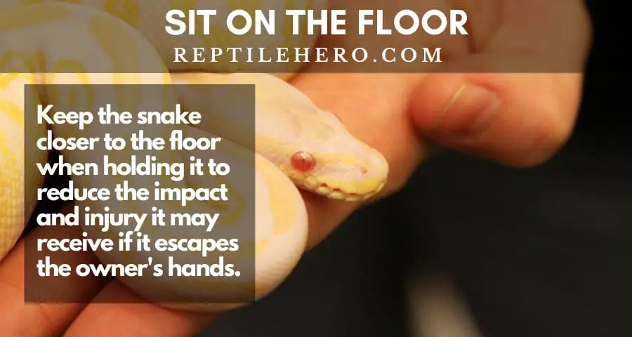Holding a snake closer to the ground can help it absorb less impact and harm when it falls.