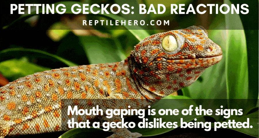 Petting Geckos: Bad Reactions
