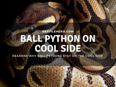 Why Does Your Ball Python Stays on the Cool Side? (4 Reasons)
