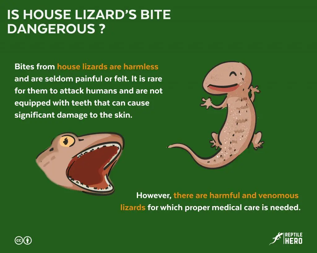 house lizard bite dangerous