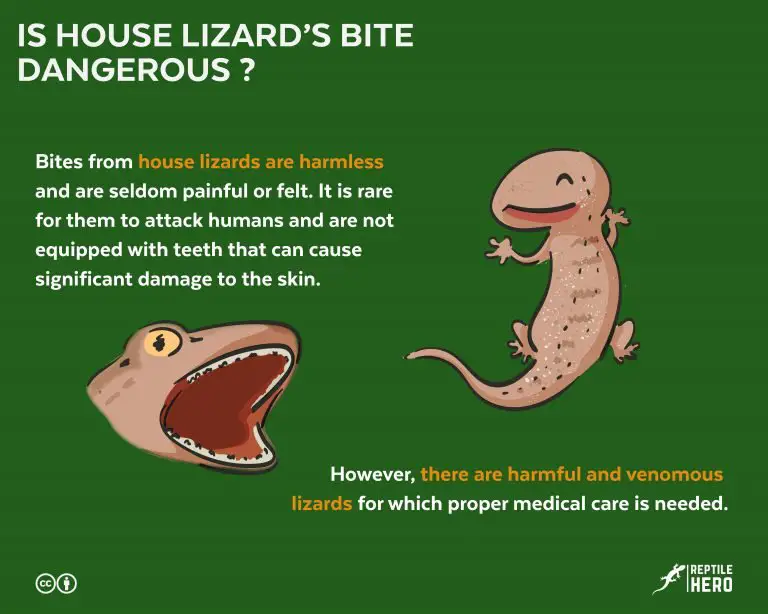 Is House Lizard’s Bite Dangerous? [and What To Do]