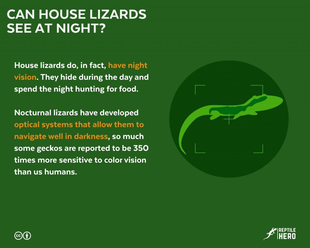 house lizard see at night