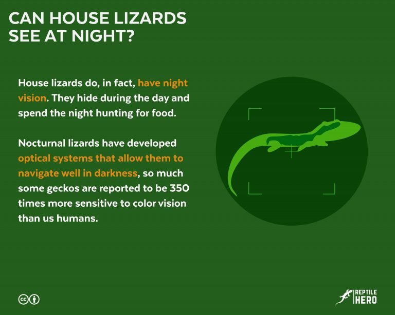 Can House Lizards See At Night (Dark)?