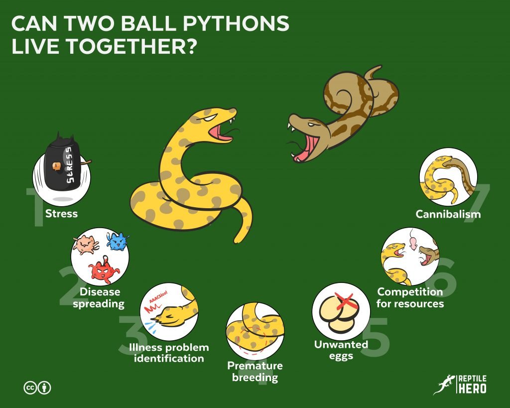 can two ball pythons live together 7 reasons why not