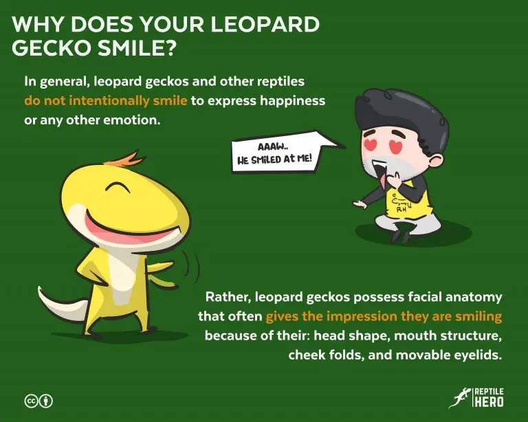 Why Does Your Leopard Gecko Smile? (What Science Says)