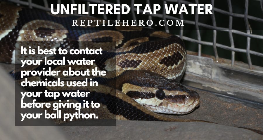 water safe to drink ball python