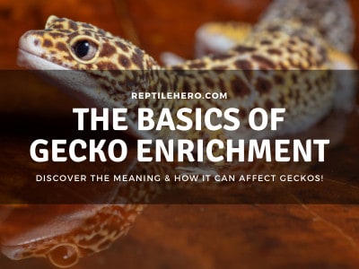 What is Enrichment? Do Geckos Need It? (Benefits & Risks!)