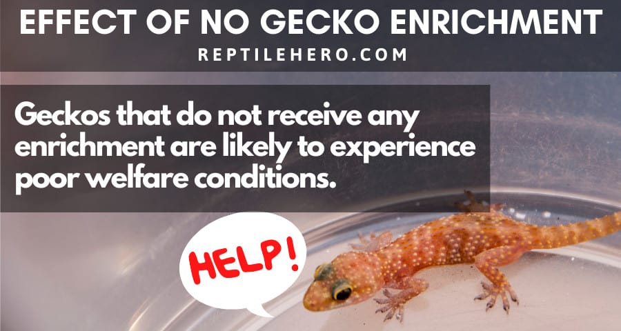 Effect of No Gecko Enrichment 