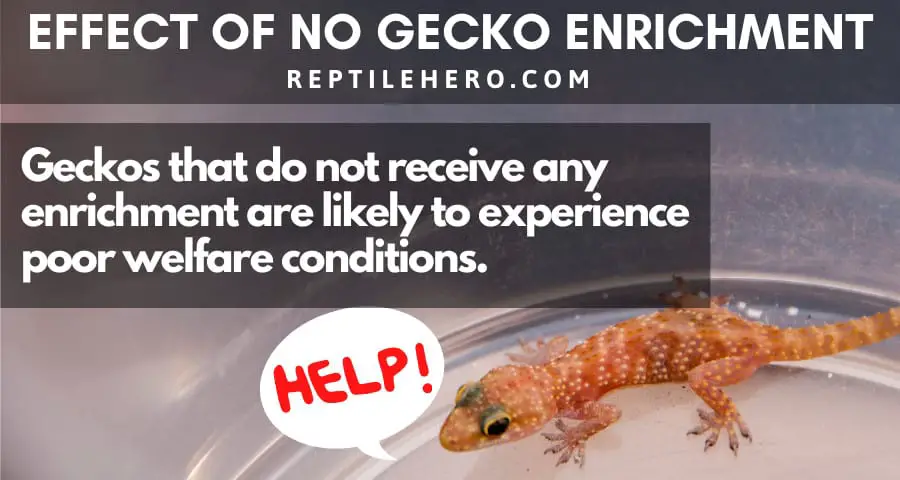 Effect of No Gecko Enrichment 