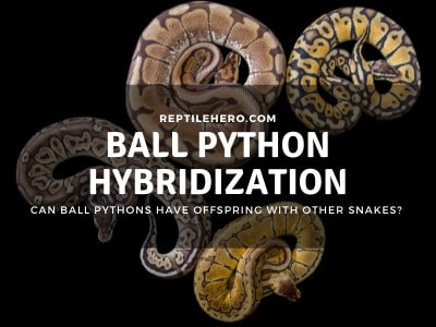 Can Ball Pythons Cross-Breed With Other Snakes? (7 Species)
