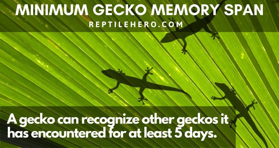 The Minimum Memory Span for Geckos 