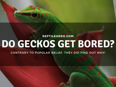 Do Geckos Get Bored? (The Answer Will Shock You!)