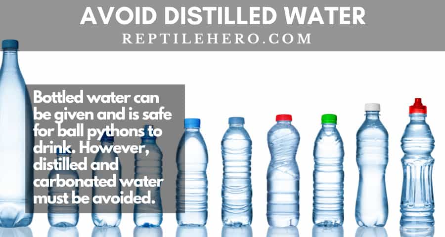 Bottled water is safe for ball pythons